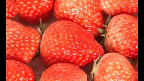 草莓种植爆料视频大全下载,爆款视频大全深度解析 第3张 草莓种植爆料视频大全下载,爆款视频大全深度解析 第3张